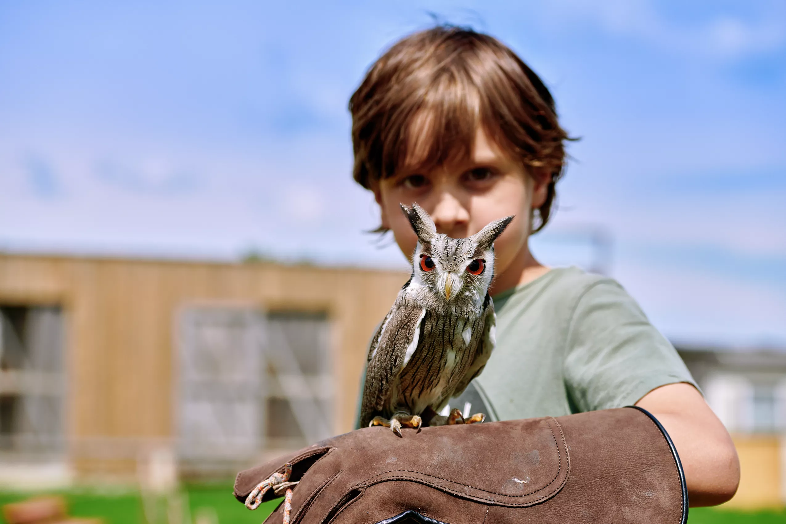 Greifvögel im Wildfreizeitpark erleben heimische Tiere und großer Abenteuerspielplatz